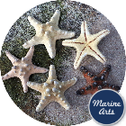 8738 - Starfish Knobbly Medium 7.5-10cm